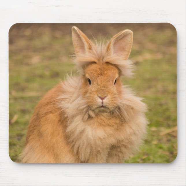 Fluffy Red Lionhead Bunny Rabbit Musmatta (Framsidan)