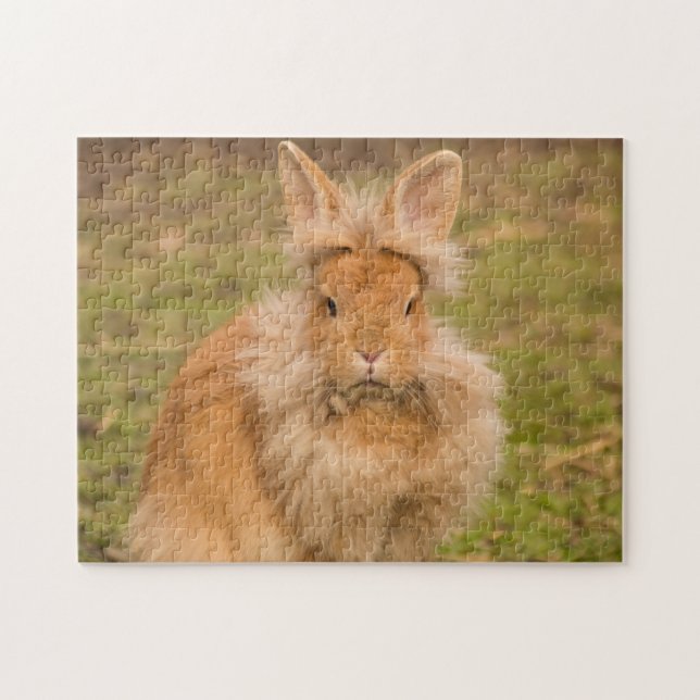 Fluffy Red Lionhead Bunny Rabbit Pussel (Horisontell)