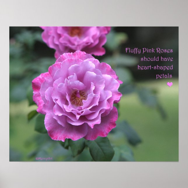 Fluffy Rosa ros Poster: RO och PROSE 20 x 16 Poster (Framsidan)