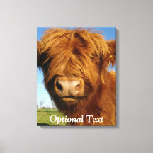 Fluffy Scottish Highland Cow - Blå himmel