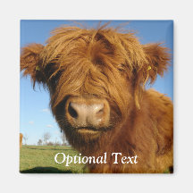 Fluffy Scottish Highland Cow - Blå himmel