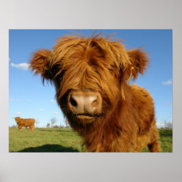 Fluffy Scottish Highland Cow - Blå himmel Poster