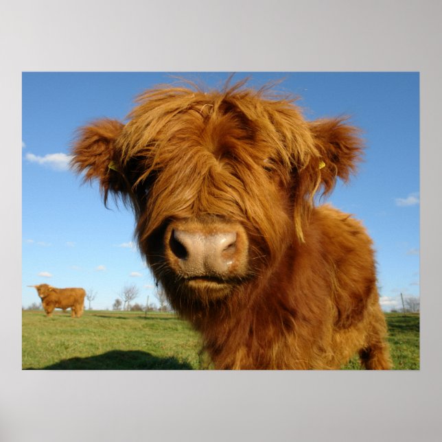 Fluffy Scottish Highland Cow - Blå himmel Poster (Framsidan)