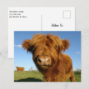 Fluffy Scottish Highland Cow - Blå himmel Vykort