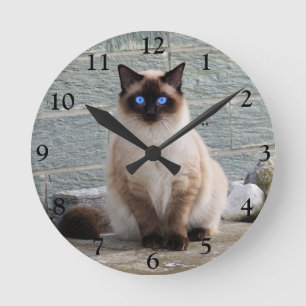 Fluffy Siamese Cat med Blue Ögon Rund Klocka