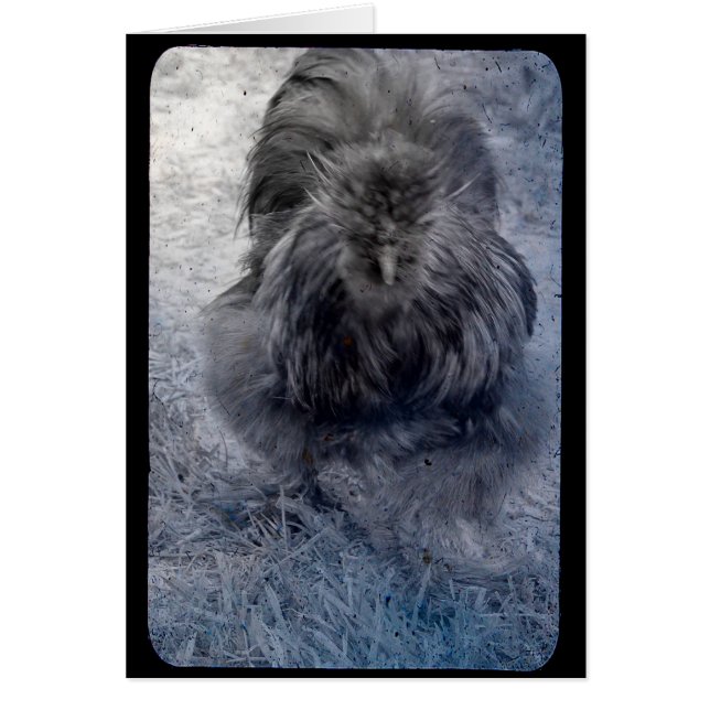 Fluffy Silkie Tupp 2 Hälsningskort (Framsidan)