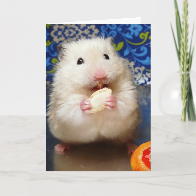 Fluffy Syrian Hamster Kokolinka Kort (Framsida)
