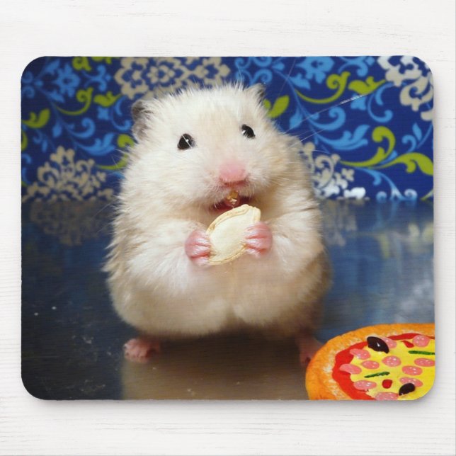 Fluffy Syrian Hamster Kokolinka Musmatta (Framsidan)