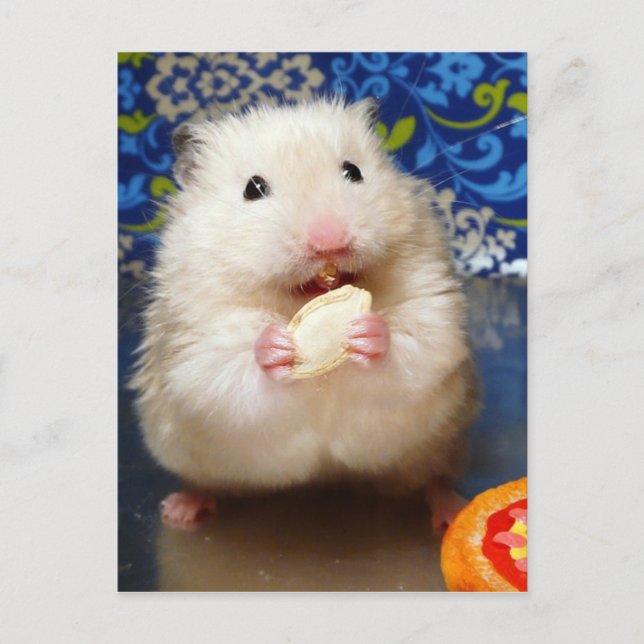 Fluffy Syrian Hamster Kokolinka Vykort (Framsida)