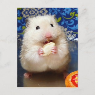 Fluffy Syrian Hamster Kokolinka Vykort