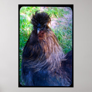 Fluffy the Silkie Tupp Poster