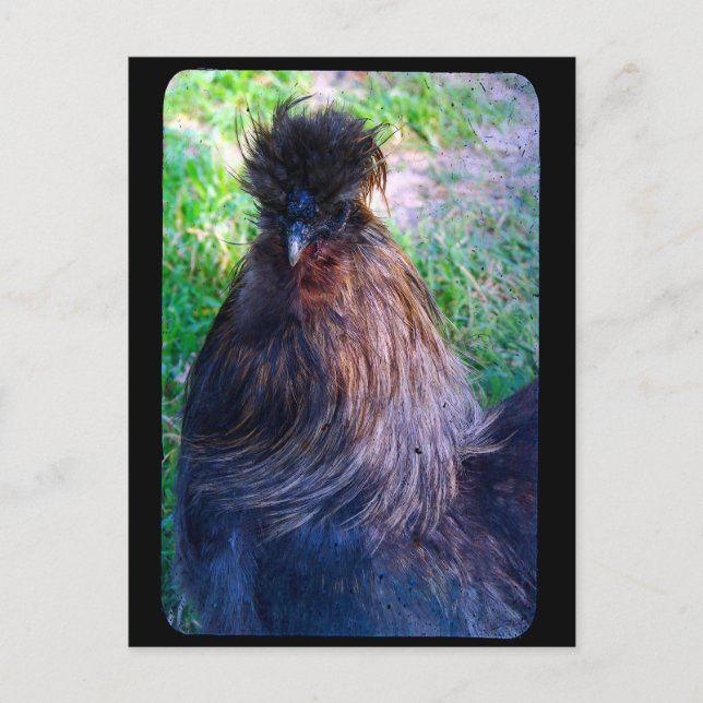 Fluffy the Silkie Tupp Vykort (Framsida)