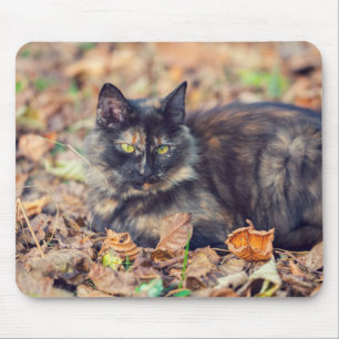 Fluffy Tortoiseshell Kattunge under hösten Musmatta