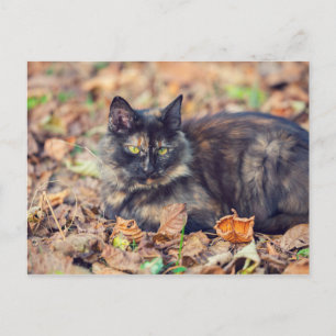 Fluffy Tortoiseshell Kattunge under hösten Vykort