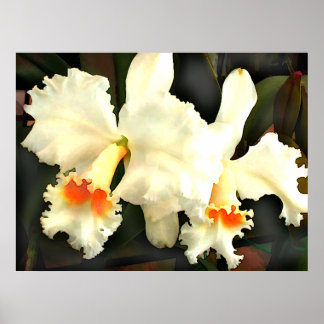 Fluffy White Cat...tleyas Poster