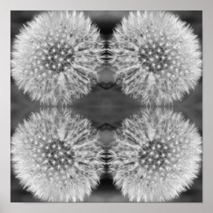 Fluffy White Dandelion Flower Black White Abstrakt Poster