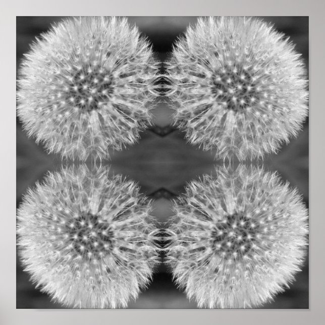 Fluffy White Dandelion Flower Black White Abstrakt Poster (Framsidan)