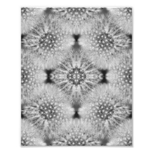 Fluffy White Dandelions Abstrakt Nature 8x10 Fototryck