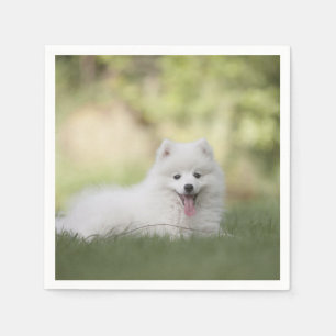 Fluffy White Keeshond Puppy Pappersservett