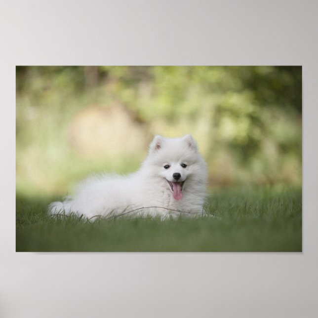 Fluffy White Keeshond Puppy Poster (Framsidan)