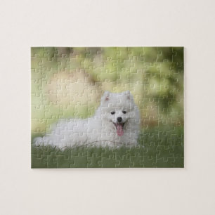 Fluffy White Keeshond Puppy Pussel