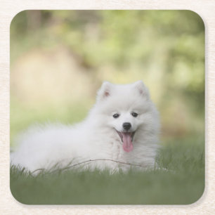 Fluffy White Keeshond Puppy Underlägg Papper Kvadrat