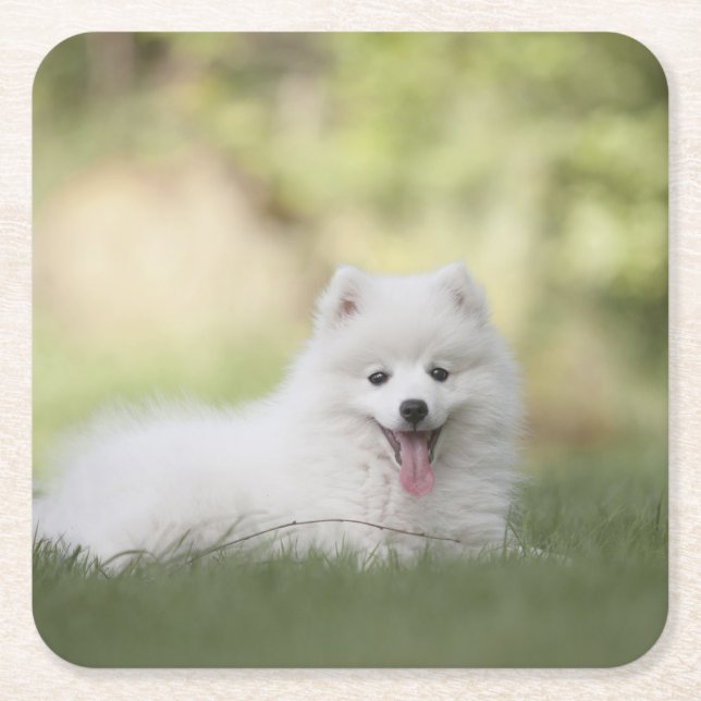 Fluffy White Keeshond Puppy Underlägg Papper Kvadrat (Framsidan)