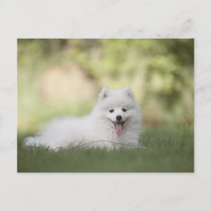 Fluffy White Keeshond Puppy Vykort