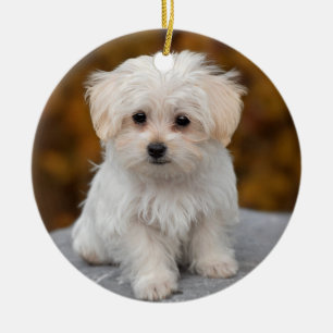 Fluffy White Maltese Puppy Hund Julgransprydnad Keramik
