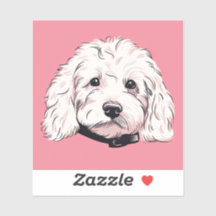 Fluffy White Maltipoo Hund Ansikte Square