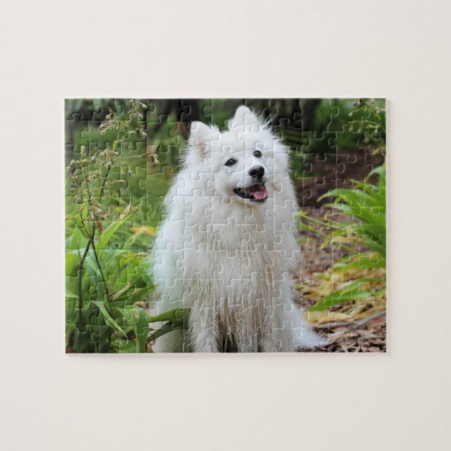 Fluffy White Spitz Puppy Hund Pussel (Horisontell)