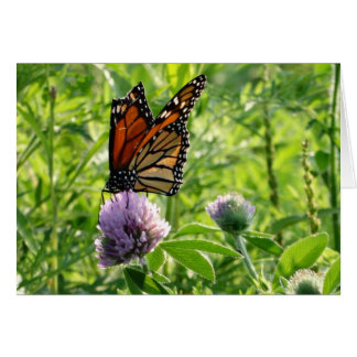 Fluga med en bruten vinge, Monach fjäril OBS Kort