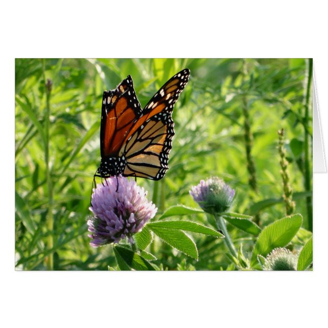 Fluga med en bruten vinge, Monach fjäril OBS Kort (Framsidan Horizontal)