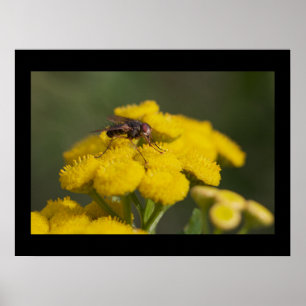 Fluga på blomma poster