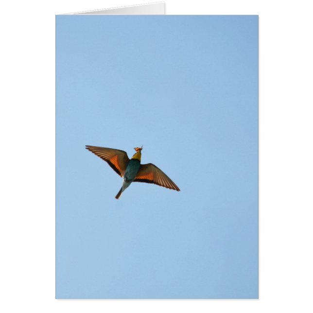 Flugsnappare Hälsningskort (Framsidan)