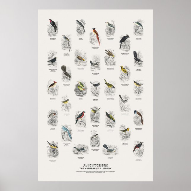 Flugsnappare - Naturalist's Library Poster (Framsidan)