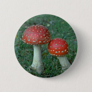 Flugsvampar (Amanitamuscaria) Knapp