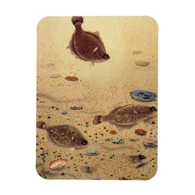 Flundror eller Platt Fisk, Gammaldags Marin Oceanl Magnet (Vertikal)