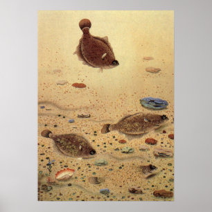 Flundror eller Platt Fisk, Marin Ocean Liv Vintage Poster
