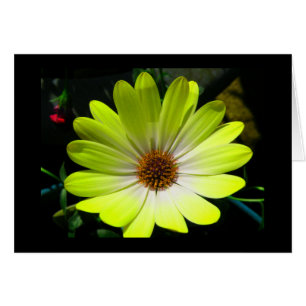 Fluorescent-Gult för afrikansk Daisy Hälsningskort