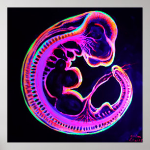 Fluorescerande embryoglöd i mörken poster