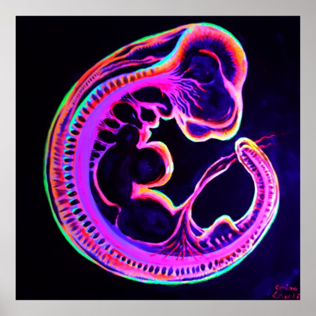 Fluorescerande embryoglöd i mörken poster (Framsidan)