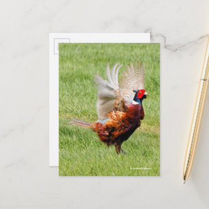 Flusted Ring-Necked Pheasant i gräs Vykort
