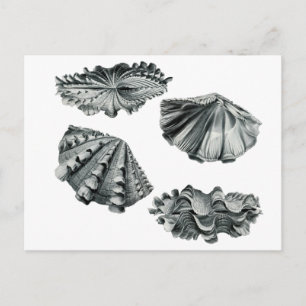 Fluted Giant Clam Vykort