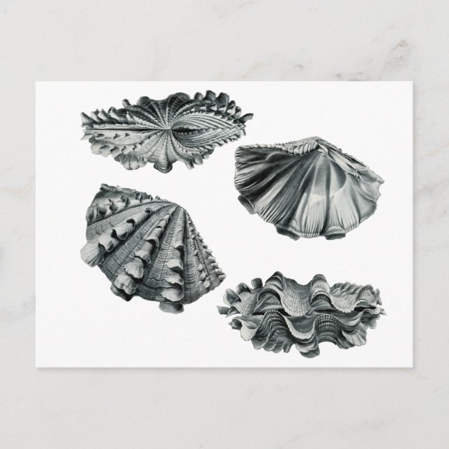 Fluted Giant Clam Vykort (Framsida)