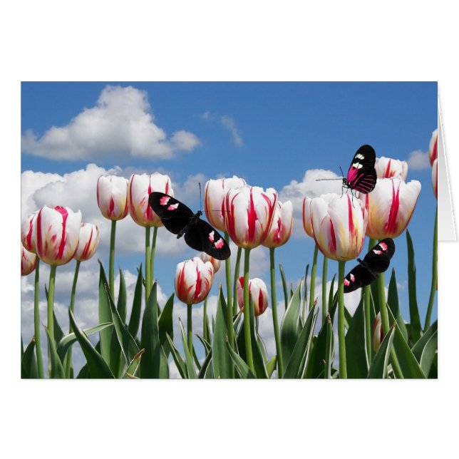 Flutter efter OBS kort (Framsidan Horizontal)