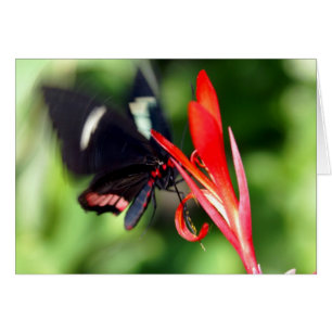 Flutterby Butterfly Hälsningskort