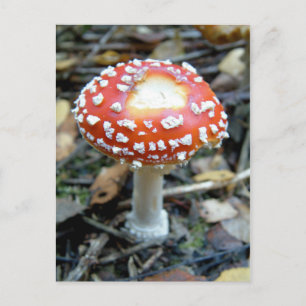 Fly Agaric {Amanita muscaria} Vykort