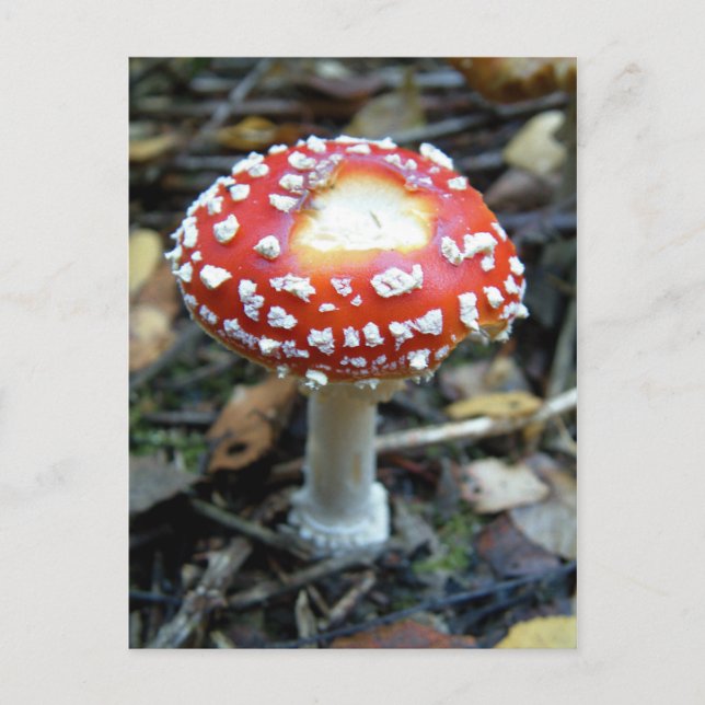 Fly Agaric {Amanita muscaria} Vykort (Framsida)