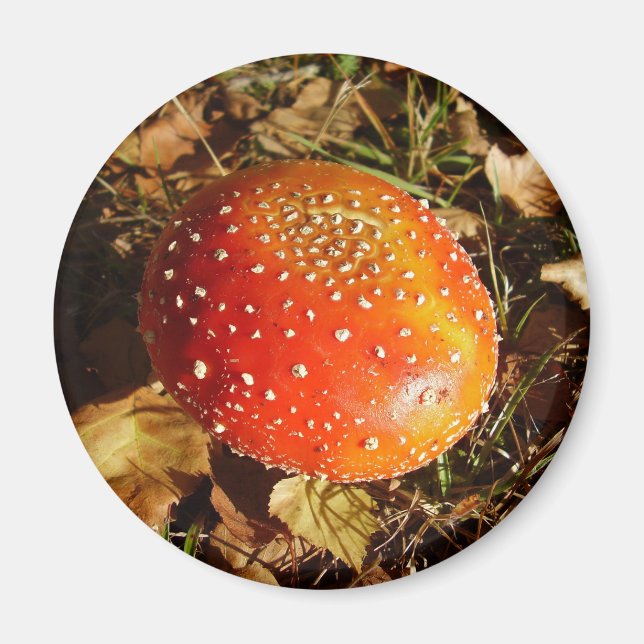 Fly Agaric Mushroom Magnet (Framsidan)